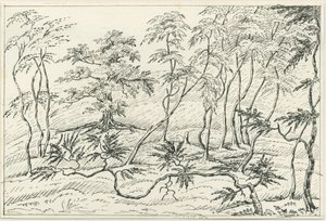 Cannock Chase - Unbekannt