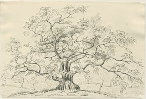Cannock Chase : dessin à la plume et au crayon, nd [?XIXe siècle]