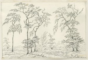 Cannock Chase: dessin à la plume et au crayon, nd [?19ème siècle] - Unbekannt