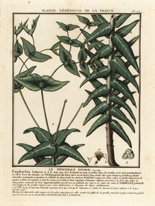 Euphorbe épurge, Euphorbia lathyris