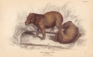 Capybara - Unbekannter Künstler