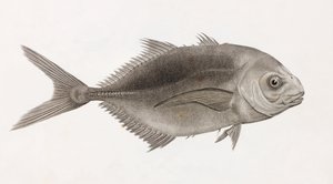 Caranx Sauteur (gros plan)