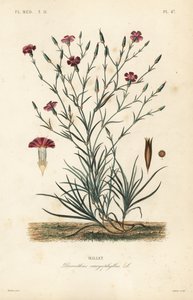 Œillet, Dianthus caryophyllus - Unbekannt