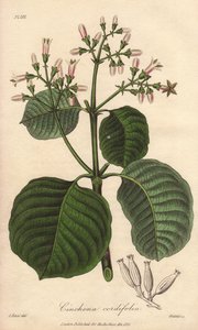 Écorce de Cartagena, Cinchona cordifolia - Unbekannter Künstler