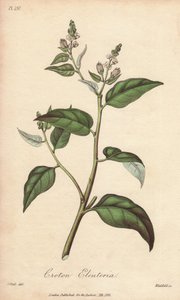 Cascarilla (Croton eleuteria) - Illustration de “Botanique médicale, description des plantes médicinales de Londres, Édimbourg et Dublin” par John Stephenson et James Morss Churchill