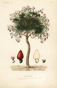 Anacardier, Anacardium occidentale - Unbekannt