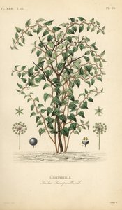 Salsepareille, Smilax glauca, gravure sur acier colorée à la main par Debray d