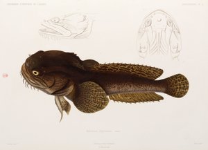 Poisson-chat, Algérie - Unbekannter Künstler