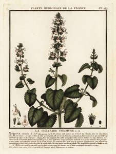 Cataire, Nepeta cataria - Unbekannter Künstler