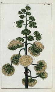 Agave américain, Agave americana