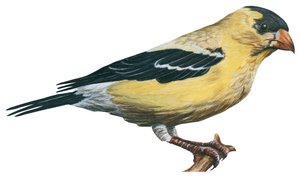 Chardonneret jaune, canari sauvage - Unbekannter Künstler