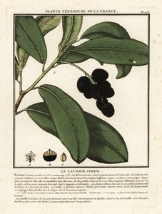 Laurier-cerise, Prunus laurocerasus
