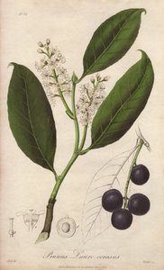 Laurier-cerise ou laurier-amande ou laurier de Trébizonde (Prunus Lauro-cerasus) - Illustration de “Botanique médicale, description des plantes médicinales de Londres, Édimbourg et Dublin” par John Stephenson et James Morss Churchill