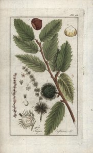 Châtaignier (Castanea sativa) - Unbekannter Künstler
