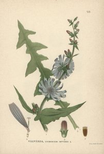 Chicorée, Cichorium intybus