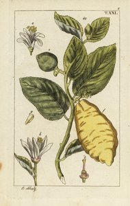 Citron montrant fruit, feuilles et fleurs, Citrus medica - Unbekannter Künstler