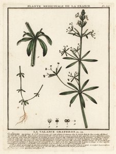 Gaillet gratteron, Galium aparine