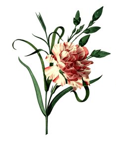 Œillet (Dianthus caryophyllus) ou œillet noble, œillet de jardin - Unbekannter Künstler