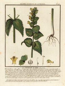 Crête de coq, Rhinanthus crista-galli - Unbekannter Künstler