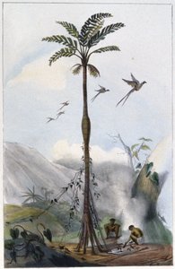Cocotier (Barrigudo) - Unbekannter Künstler
