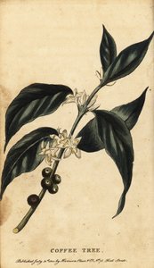 Caféier, Coffea arabica, 1800