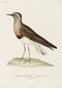 Pluvier à collier, Îles Falkland - Unbekannter Künstler