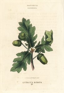 Chêne commun britannique, Quercus robur. Gravure sur cuivre coloriée à la main d