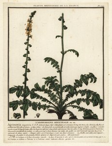 Aigremoine eupatoire, Agrimonia eupatoria - Unbekannter Künstler