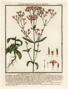 Petite centaurée, Centaurium erythraea - Unbekannter Künstler