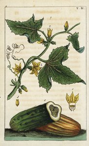 Concombre commun, Cucumis sativus - Unbekannter Künstler