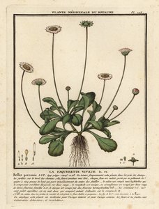 Pâquerette, Bellis perennis - Unbekannter Künstler