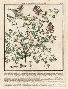 Fumeterre officinale, Fumaria officinalis - Unbekannter Künstler