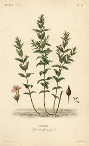 Gratiole, Gratiola officinalis - Unbekannt