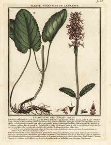 Épiaire officinale, Stachys officinalis - Unbekannter Künstler