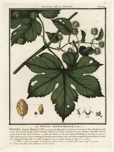 Houblon commun, Humulus lupulus - Unbekannter Künstler