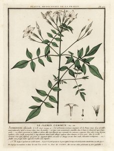 Jasmin commun, Jasminum officinale - Unbekannter Künstler