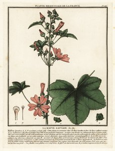 Mauve sylvestre, Malva sylvestris - Unbekannter Künstler