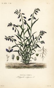 Polygala commun - Unbekannt