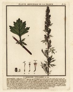 Armoise commune, Artemisia vulgaris - Unbekannter Künstler