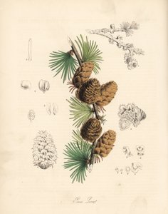 Mélèze commun ou européen - Mélèze blanc, Larix decidua (Larix europaea), feuille, branche et cône