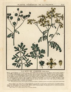 Rue officinale, Ruta graveolens