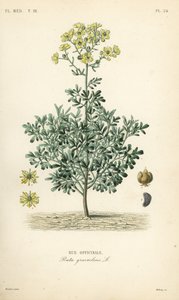 Rue officinale - Unbekannt