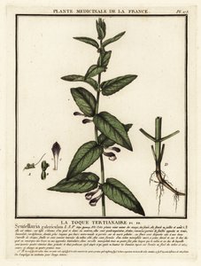 Scutellaire casquée, Scuttelaria galericulata - Unbekannter Künstler