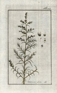 Soda commun (Salsola soda). Lithographie de « Afbeelding der Artseny-Gewassen » par Johannes Zorn (1739-1799), Pays-Bas - Unbekannter Künstler