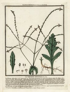 Verveine officinale, Verbena officinalis - Unbekannter Künstler