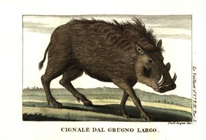 Phacochère commun, Phacochoerus africanus. De François Le Vaillant - Unbekannter Künstler
