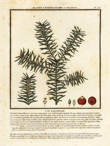 If commun ou if anglais, Taxus baccata