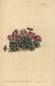 Conophytum minutum - Unbekannt