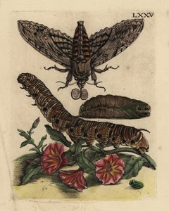 Sphinx du liseron, Agrius convolvuli, chenille et chrysalide avec liseron des champs, Convolvulus arvensis - Unbekannt
