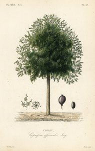 Copahu, Copaifera officinalis - Unbekannt